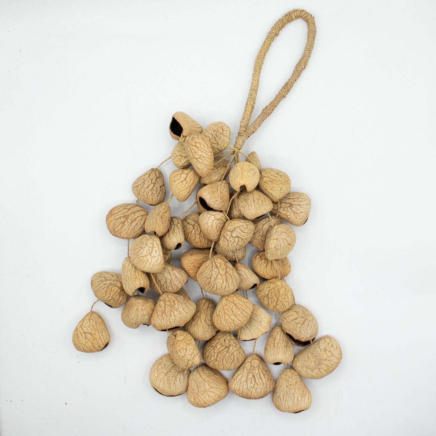 Large Pangi Seed Shell - Natural Nut Shaker (50 Shells) - Luna Panther