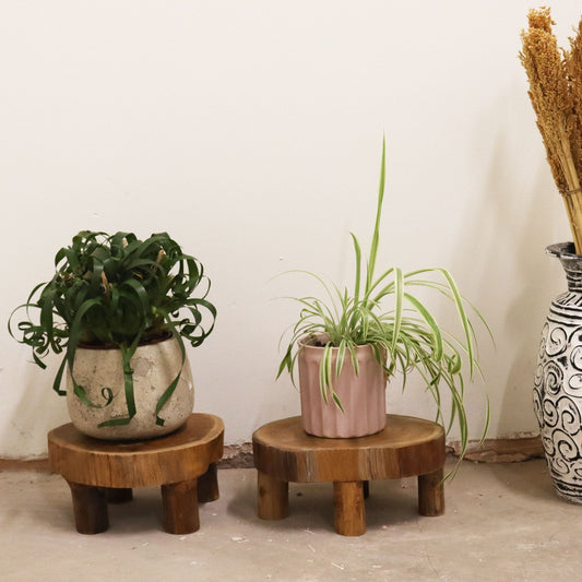 Low Teak Pad Display – 24 × 10 cm — product, image 2 of 4. alternate view