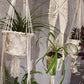 Macrame Pot Holder - Long With Rattan Hoop - Luna Panther