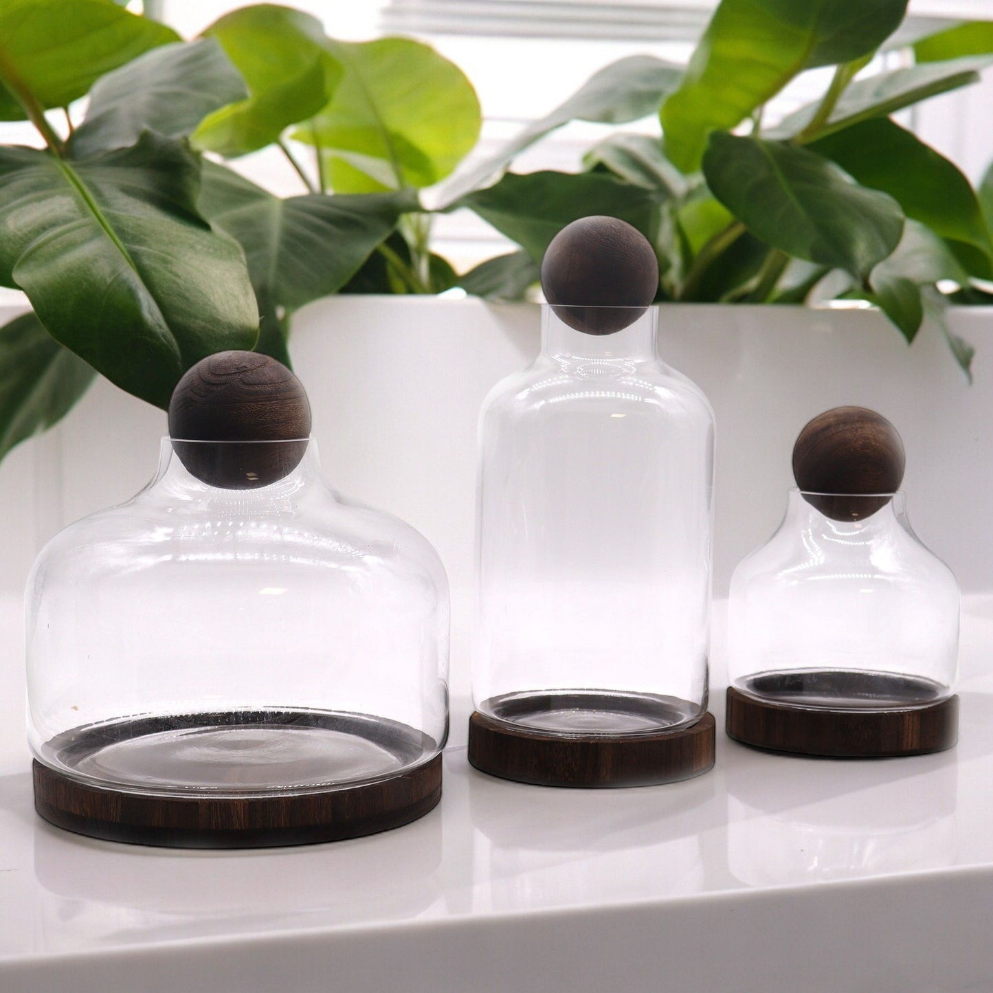 Medium Ball Top Terrarium on Dark Tung Wood - Luna Panther