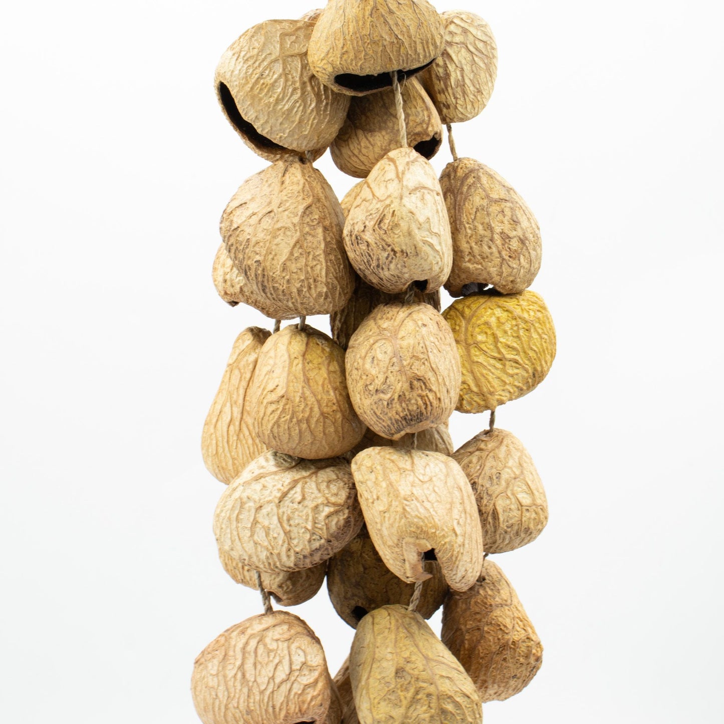 Medium Pangi Seed Shell - Natural Nut Shaker (30 Shells) - Luna Panther