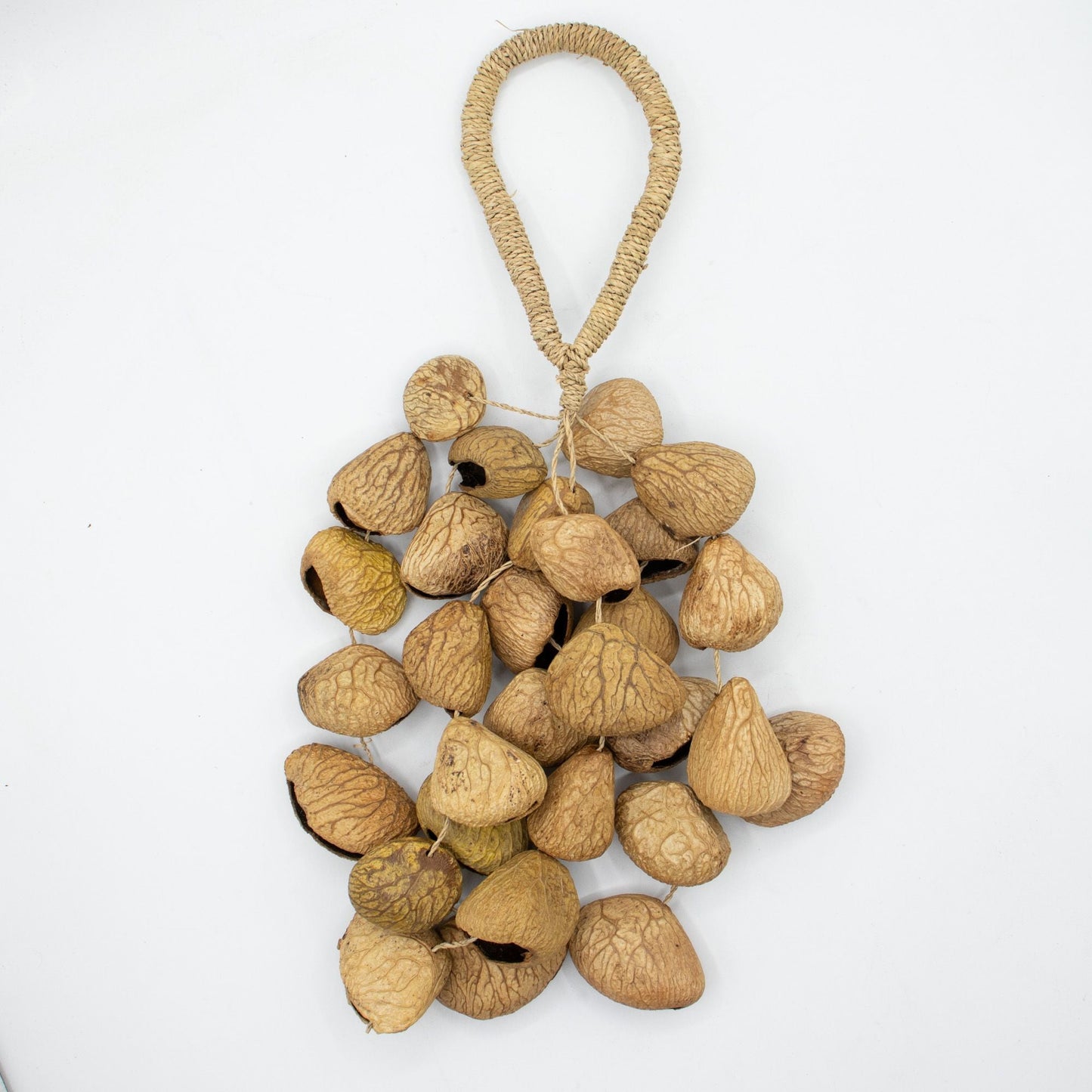 Medium Pangi Seed Shell - Natural Nut Shaker (30 Shells) - Luna Panther