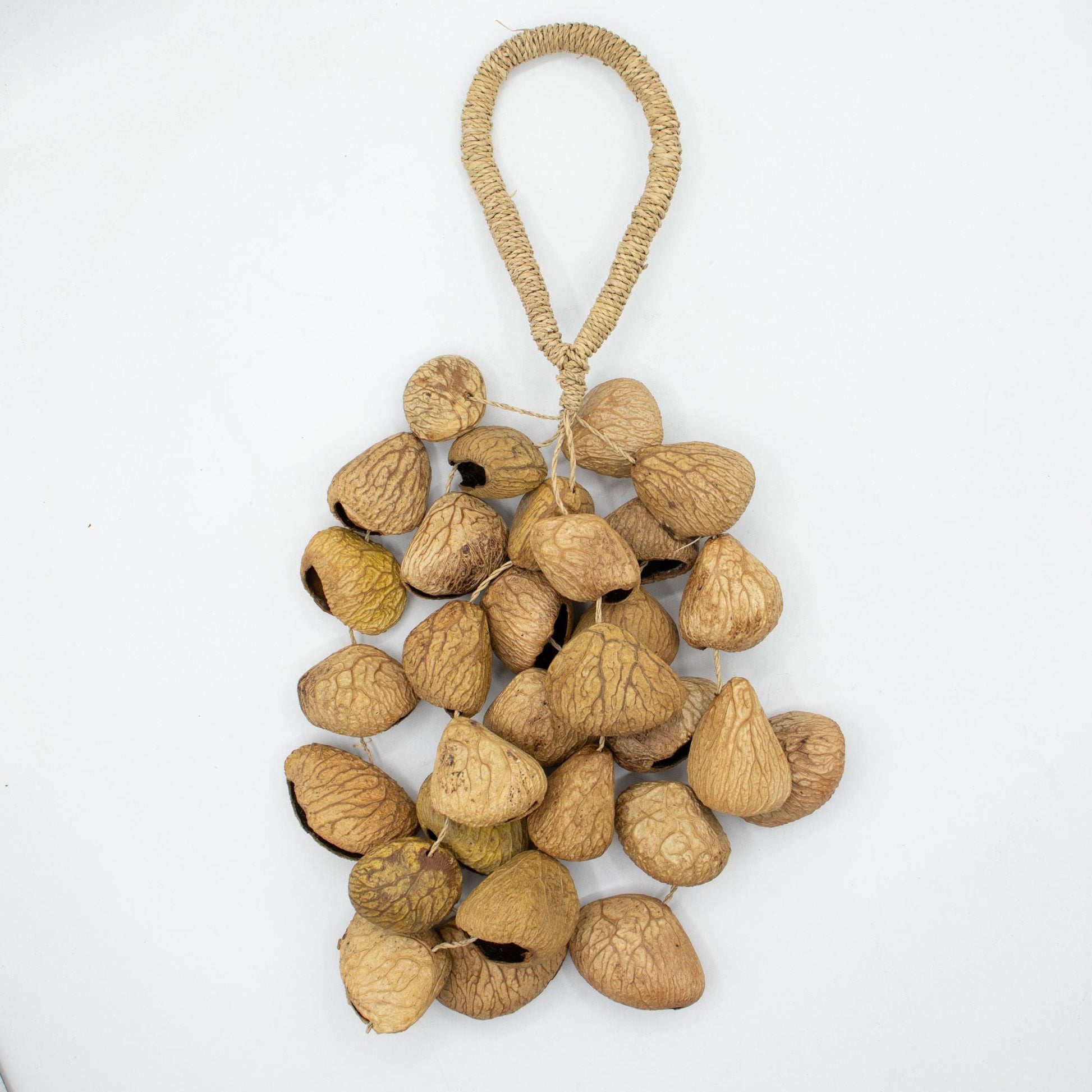 Medium Pangi Seed Shell - Natural Nut Shaker (30 Shells) - Luna Panther