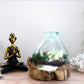 Molten Glass Large Fish Tank 3.7 litre (with light cavity) - 30cm - Luna Panther