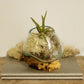 Molten Glass on Wood - Small Bowl - Luna Panther