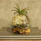 Molten Glass on Wood - Small Bowl - Luna Panther