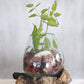 Molten Glass on Wood with Stand - Large Bowl - Luna Panther