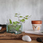 Molten Glass Tank on Wood with Stand - Medium Bowl - Luna Panther