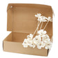 Natural Diffuser Flowers - Lily on Reed - Luna Panther