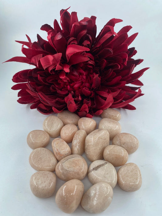 Polished Peach Moonstone - Tumble Stone featuring pearly adularescence and soft sheen - Luna Panther