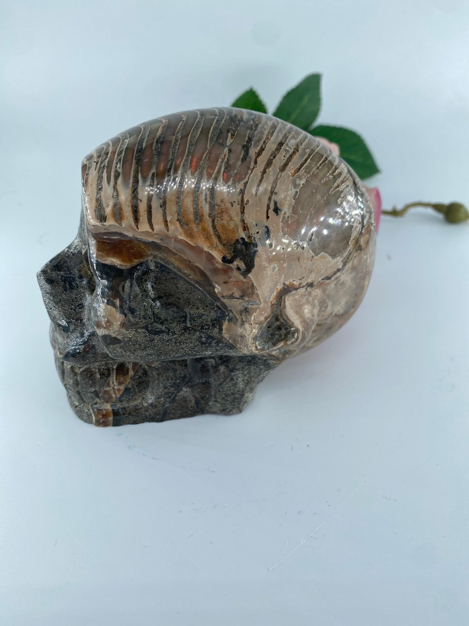 Polished Polished Ammonite Opalised Nautilus Fossil Skull Carving featuring play-of-colour and luminous sheen - Luna Panther