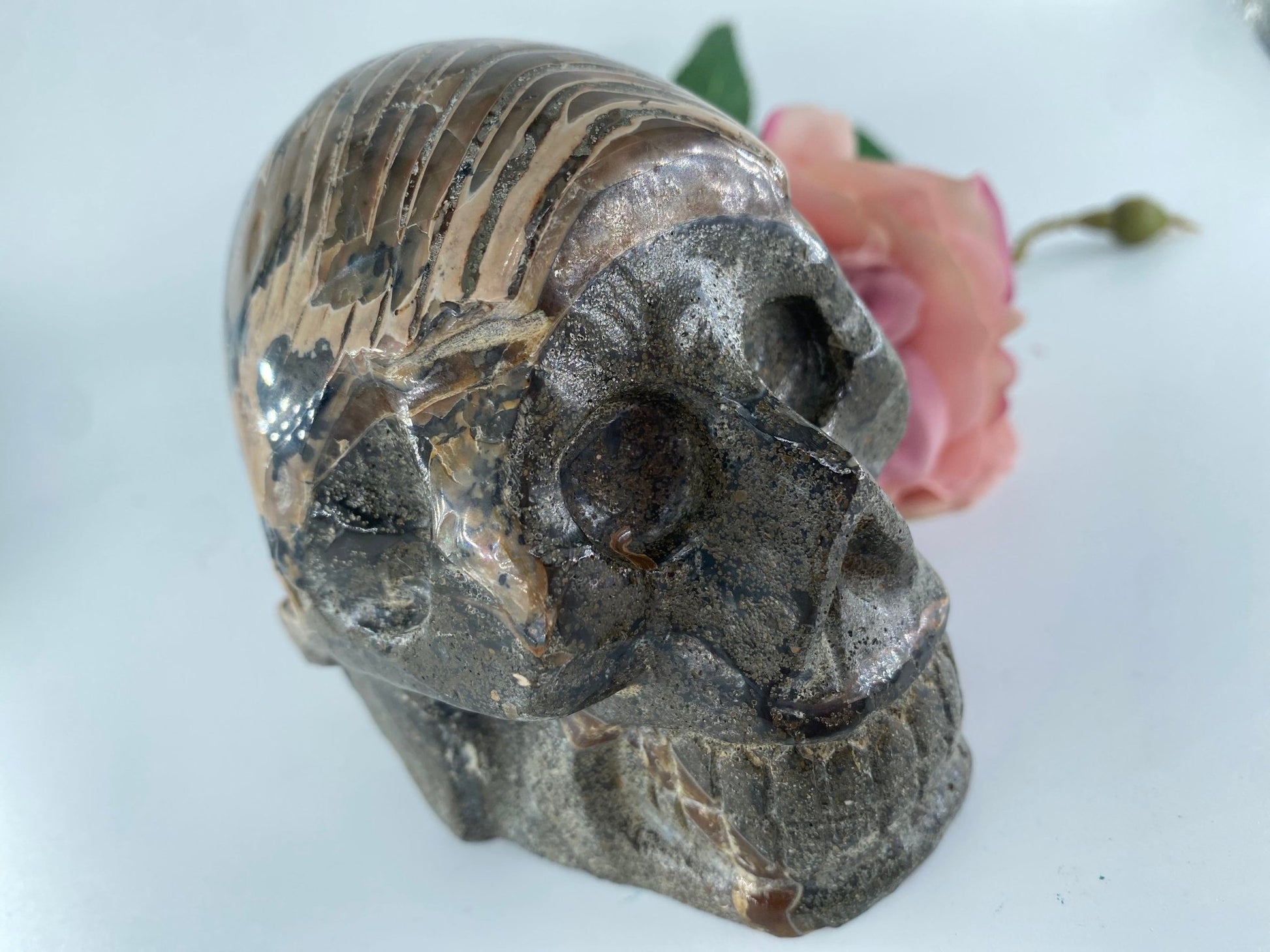 Polished Polished Ammonite Opalised Nautilus Fossil Skull Carving 853g featuring play-of-colour and luminous sheen - Luna Panther