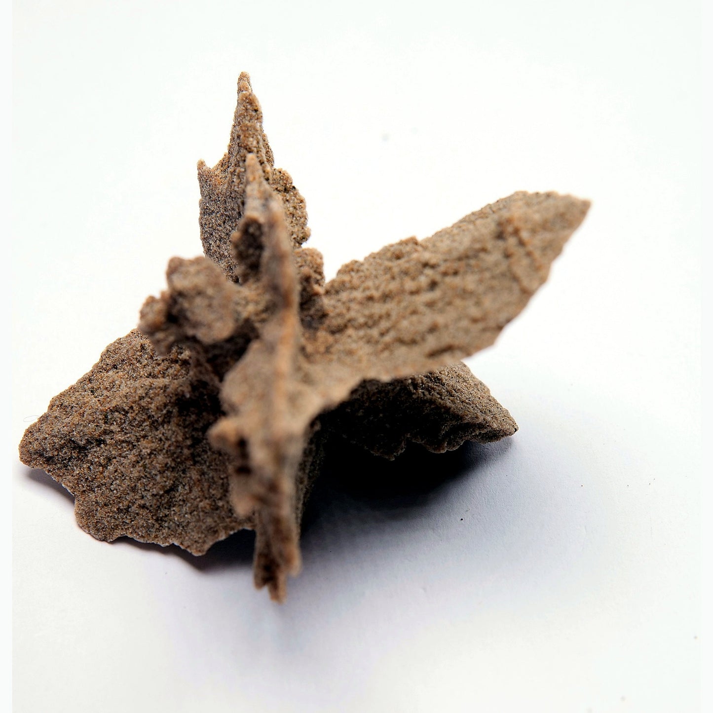 Sand Rose from Herne Bay, Kent - 15.37g - Luna Panther