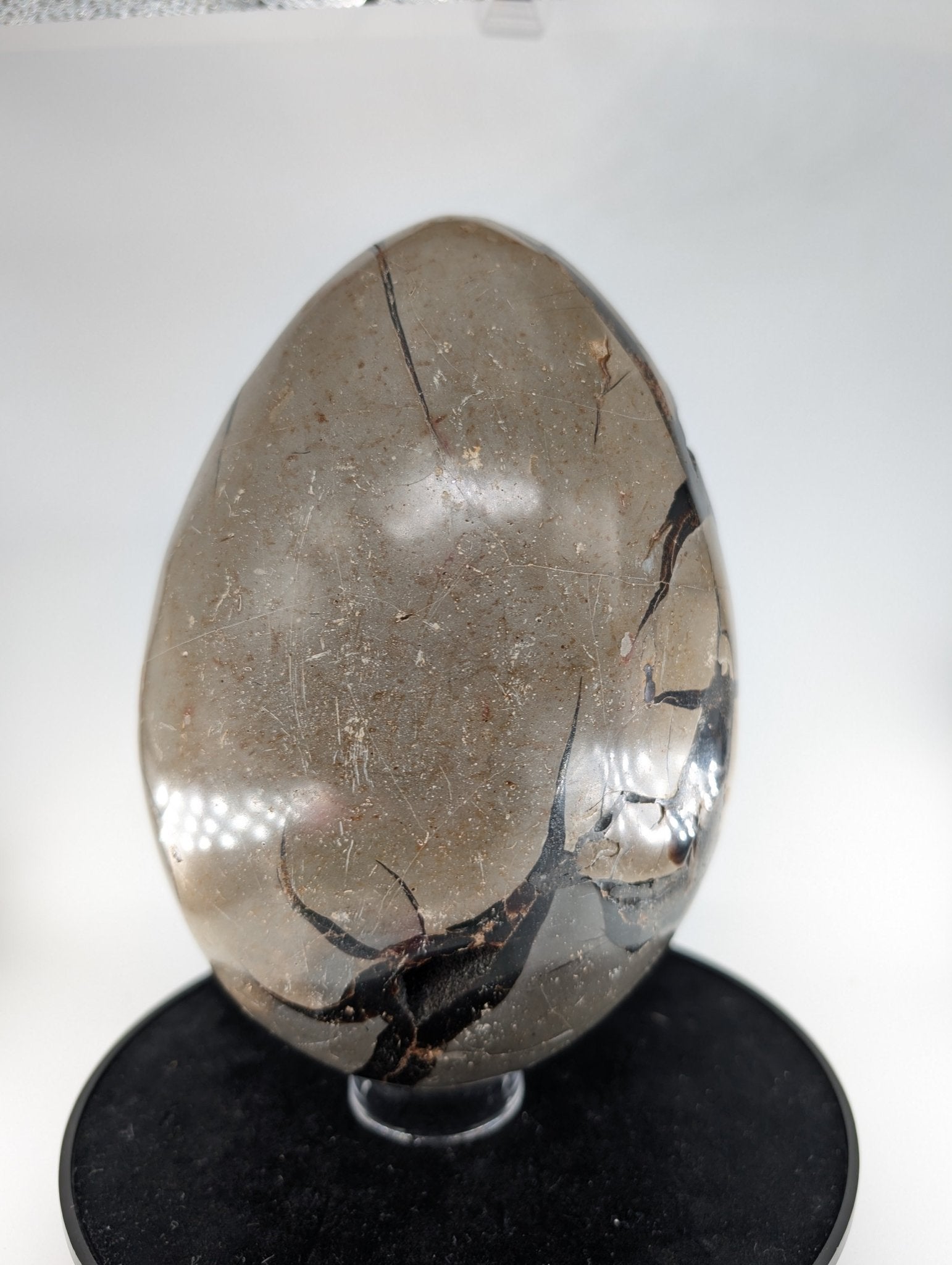 Polished Septarian Egg 4595G featuring natural patterning and unique variations - Luna Panther