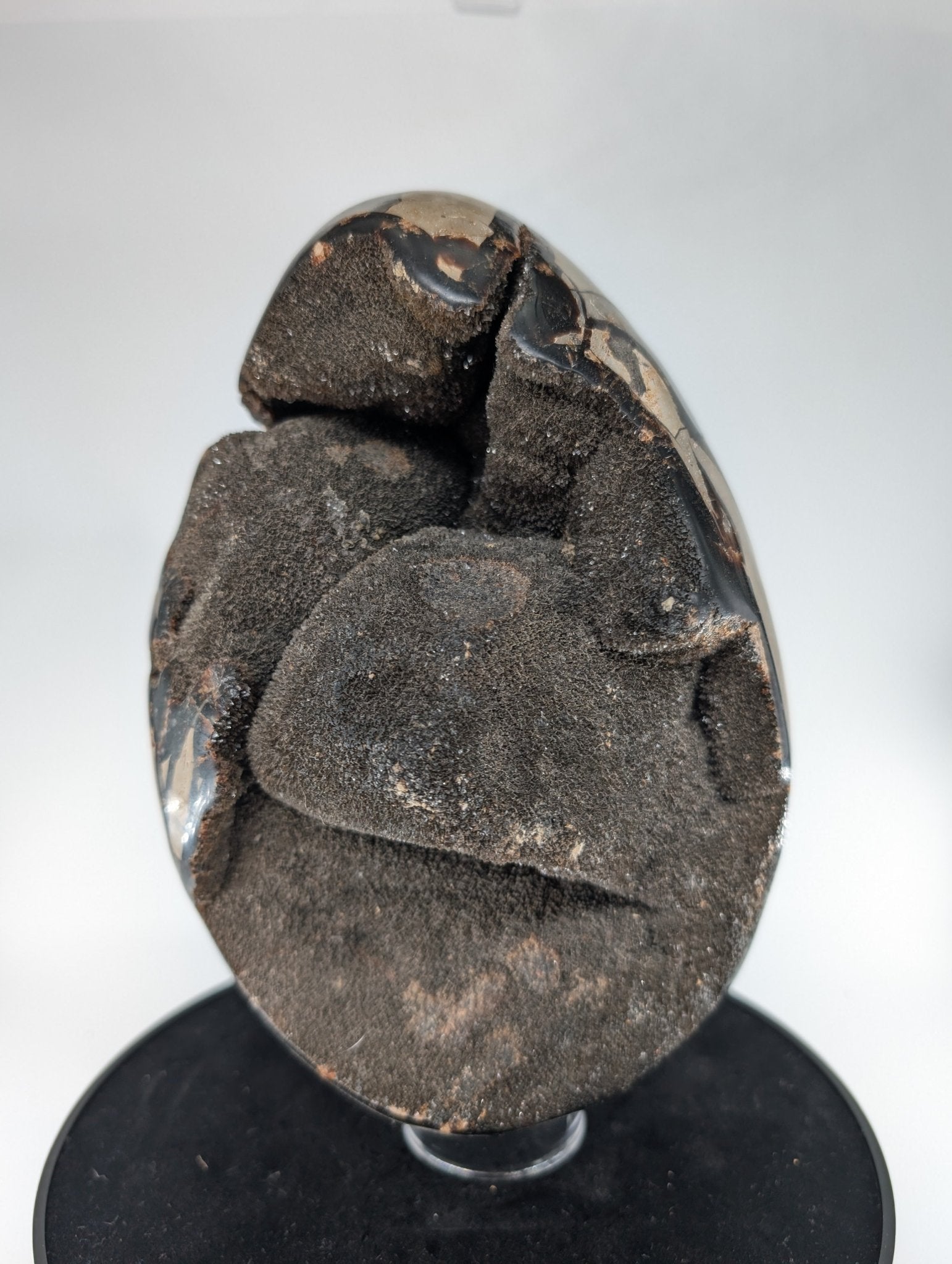Polished Septarian Egg 4595G featuring natural patterning and unique variations - Luna Panther