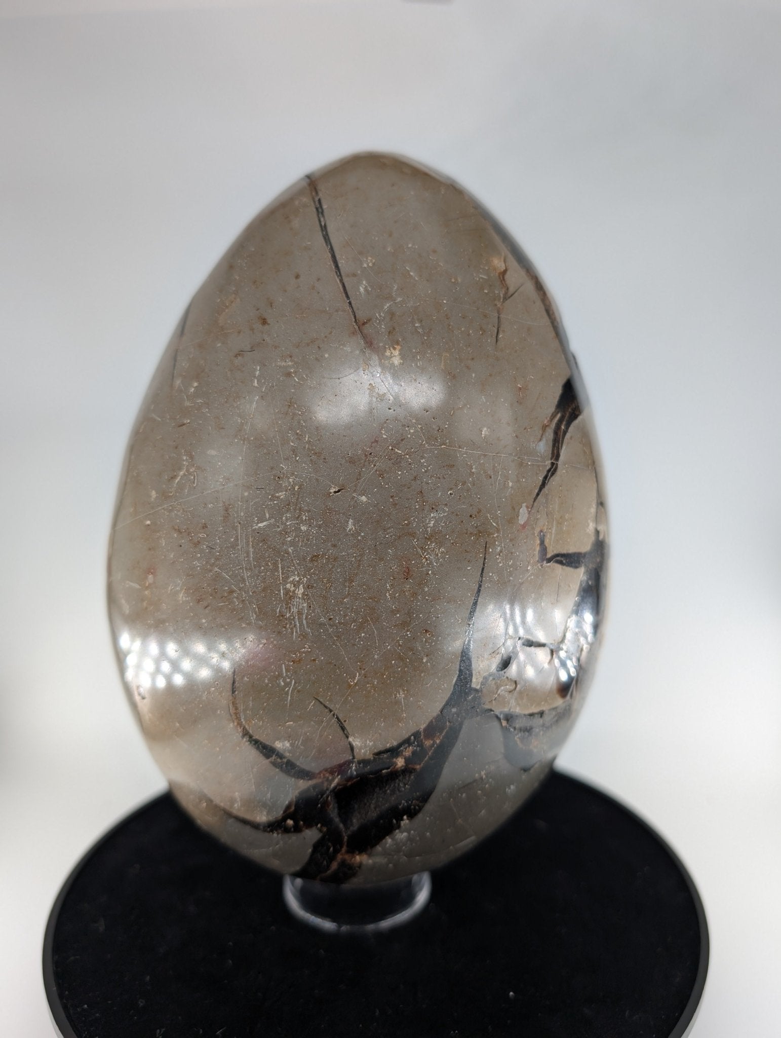 Polished Septarian Egg 4595G featuring natural patterning and unique variations - Luna Panther