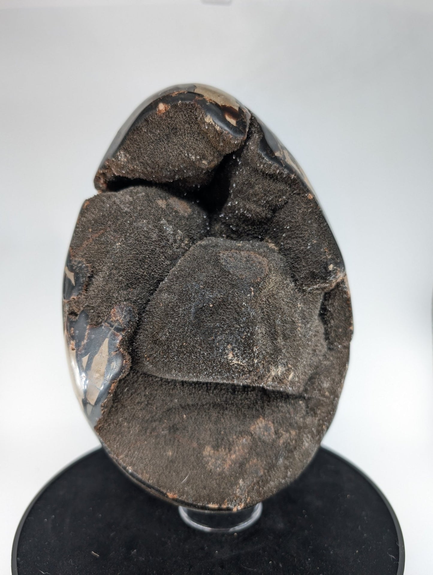 Polished Septarian Egg 4595G featuring natural patterning and unique variations - Luna Panther