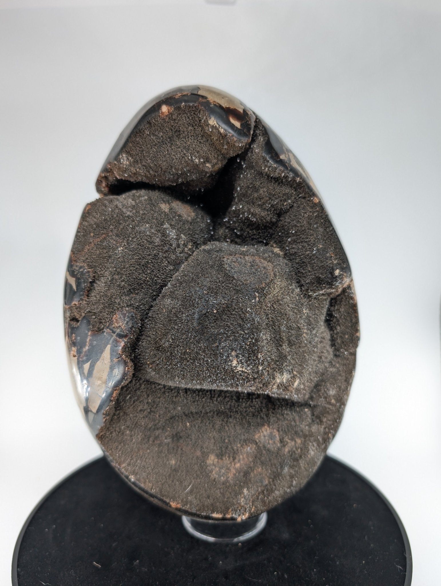 Polished Septarian Egg 4595G featuring natural patterning and unique variations - Luna Panther