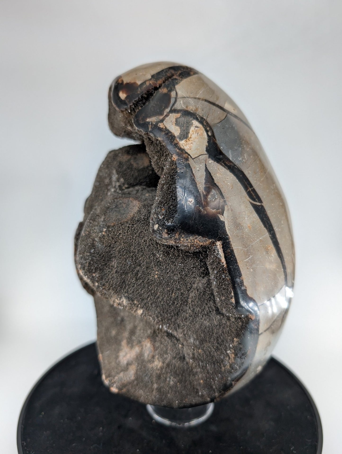 Polished Septarian Egg 4595G featuring natural patterning and unique variations - Luna Panther