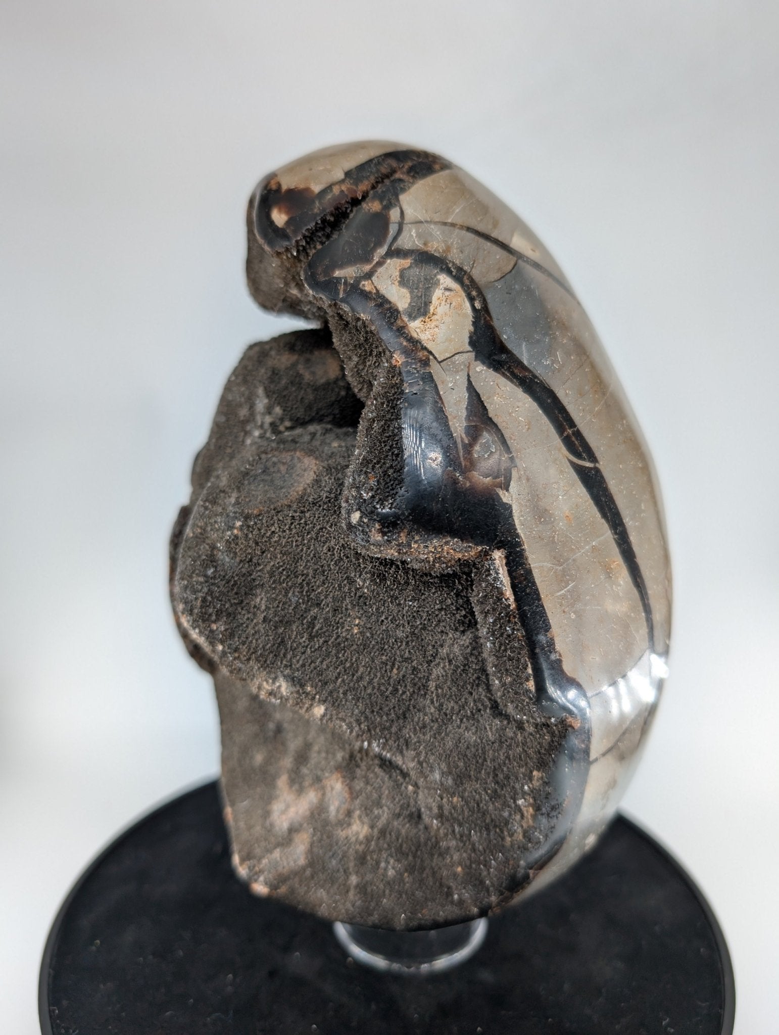 Polished Septarian Egg 4595G featuring natural patterning and unique variations - Luna Panther