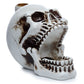 Polished Skull With Open Mouth Backflow Incense Burner featuring natural patterning and unique variations - Luna Panther